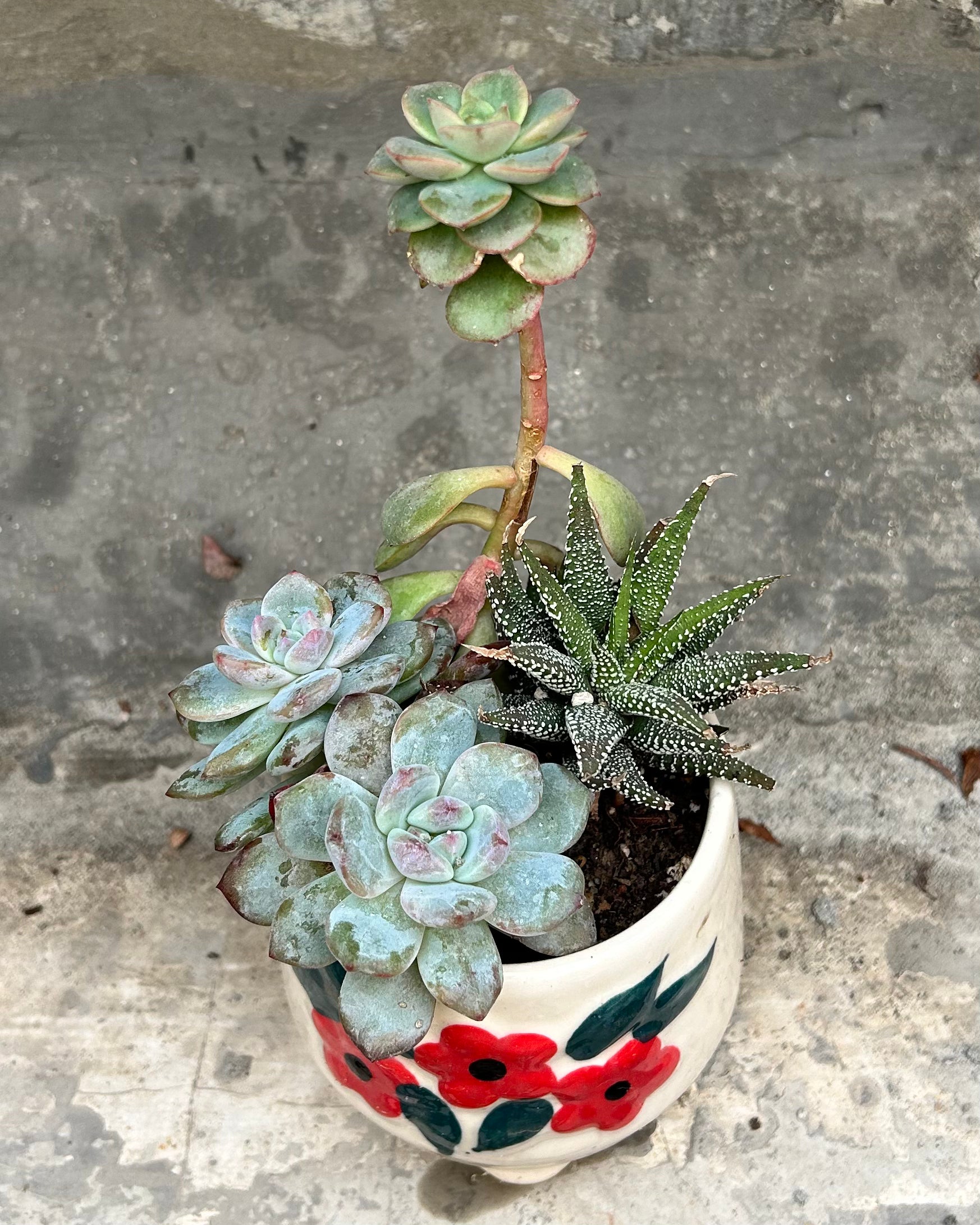 Succulent Floral Cup
