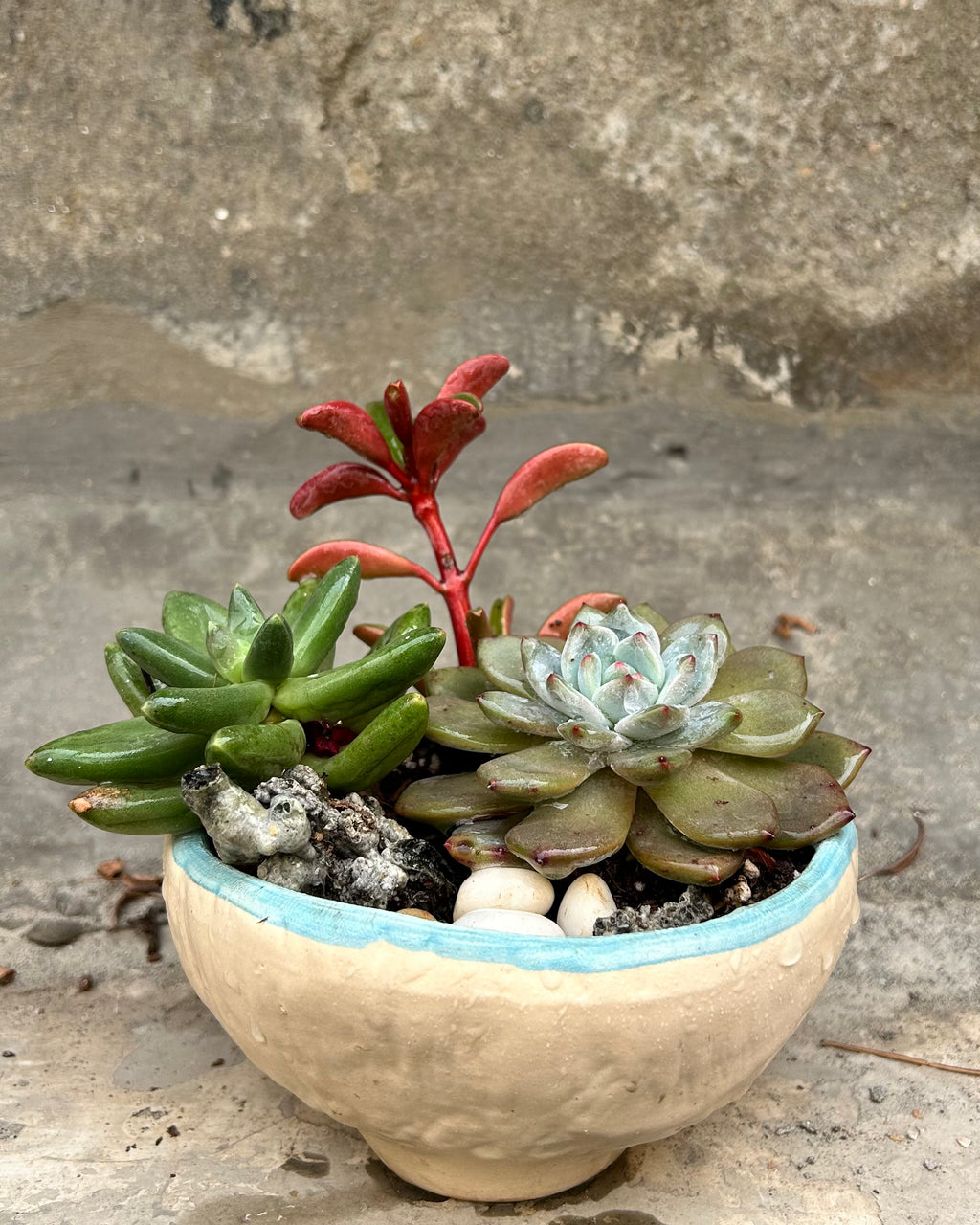 Succulent Bowl