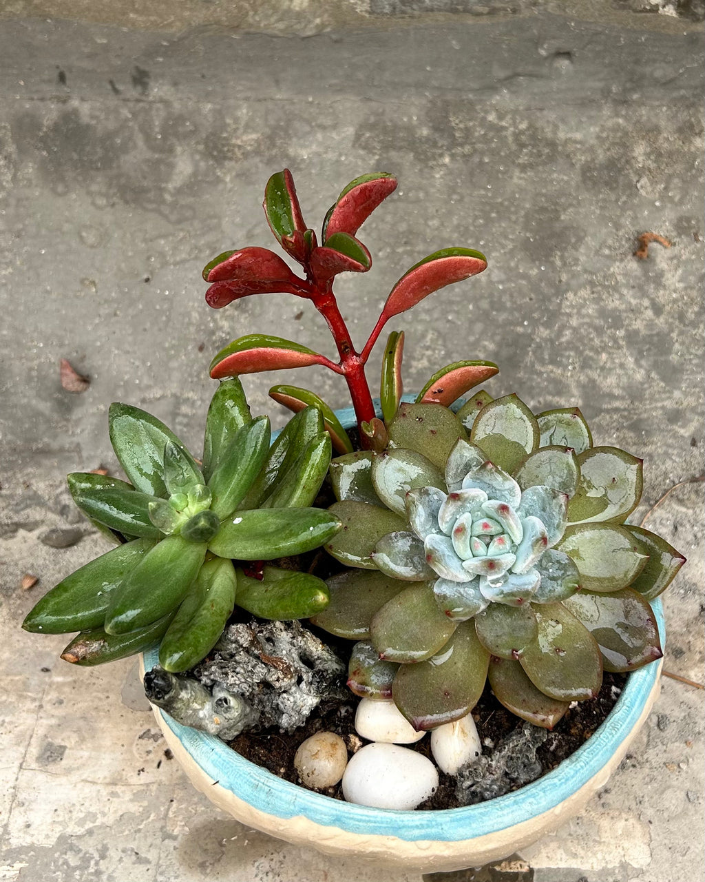 Succulent Bowl