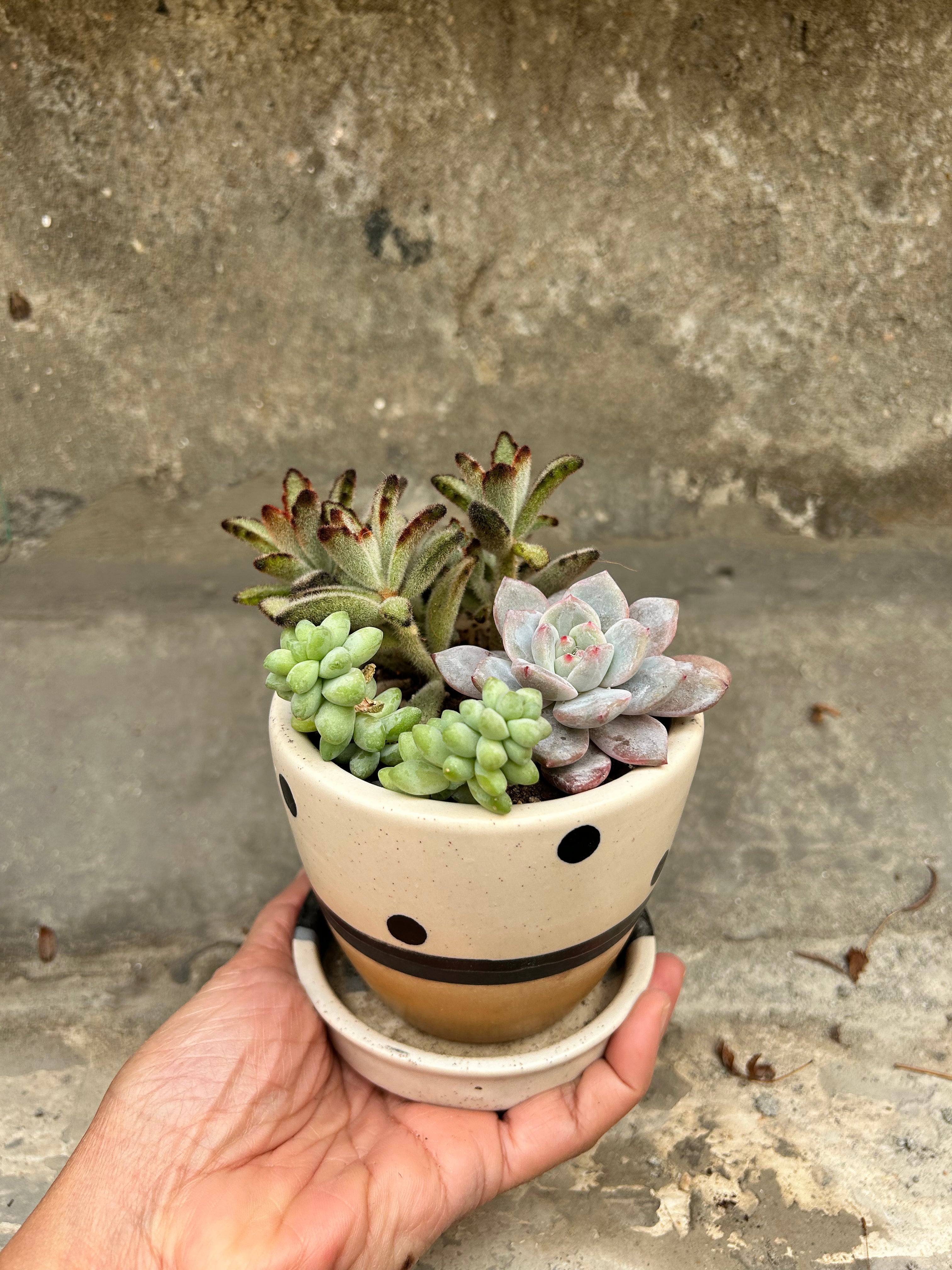 Succulent in a Cup