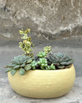 Sunlit Succulent Basket