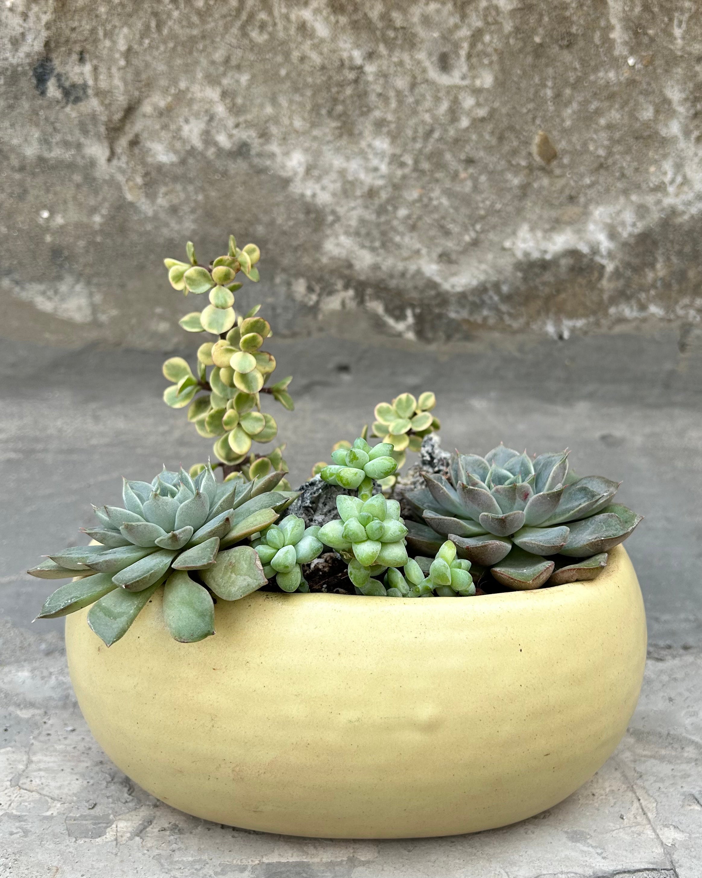 Succulent Basket