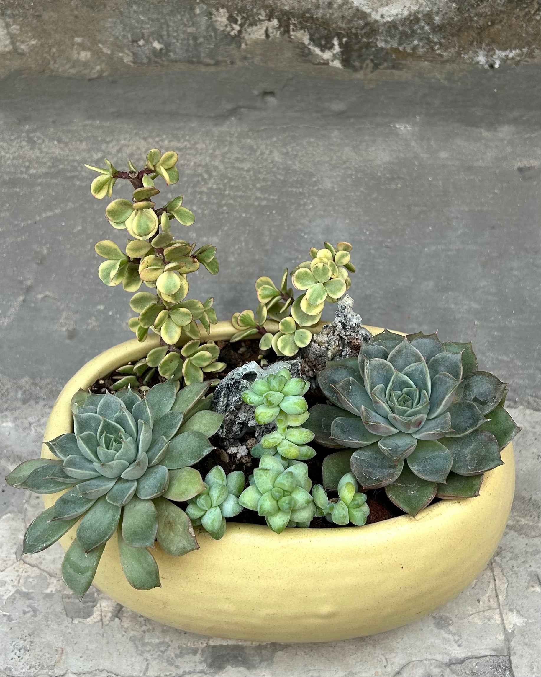 Succulent Basket