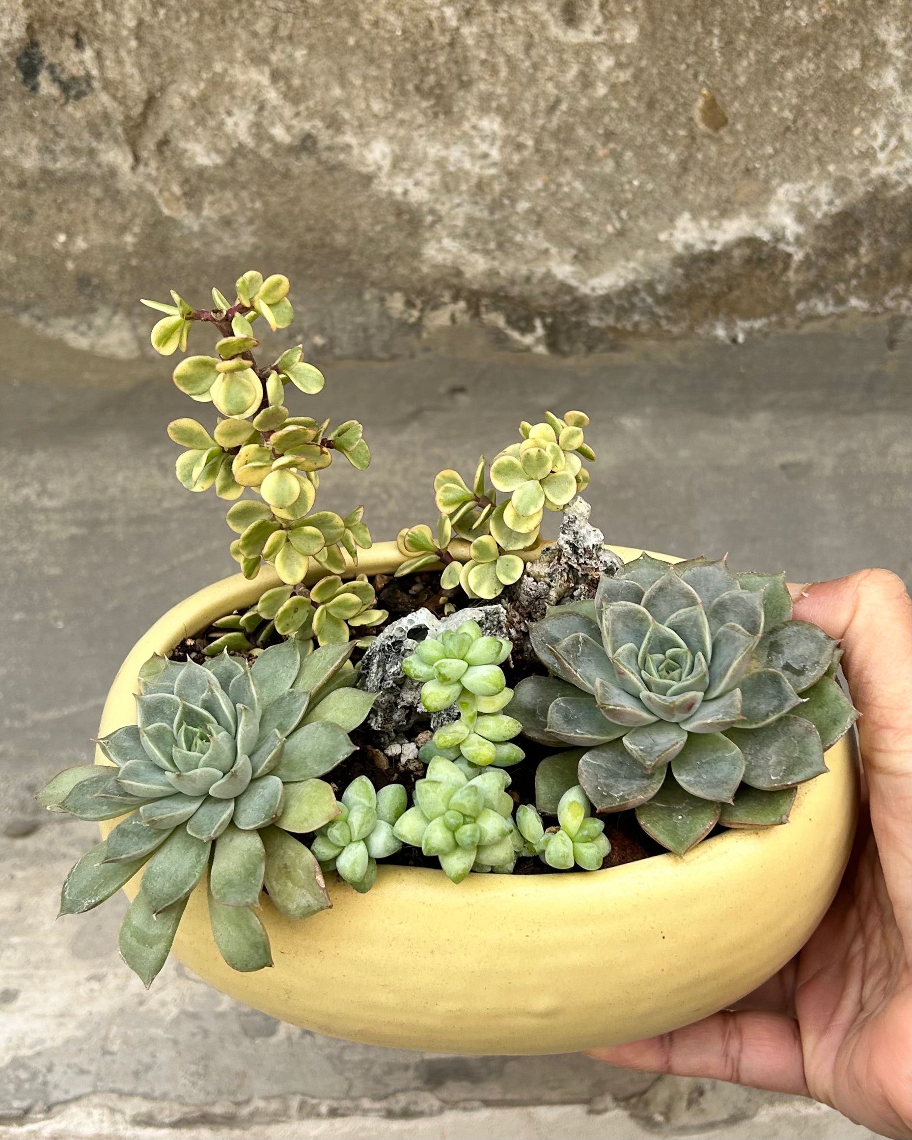 Succulent Basket
