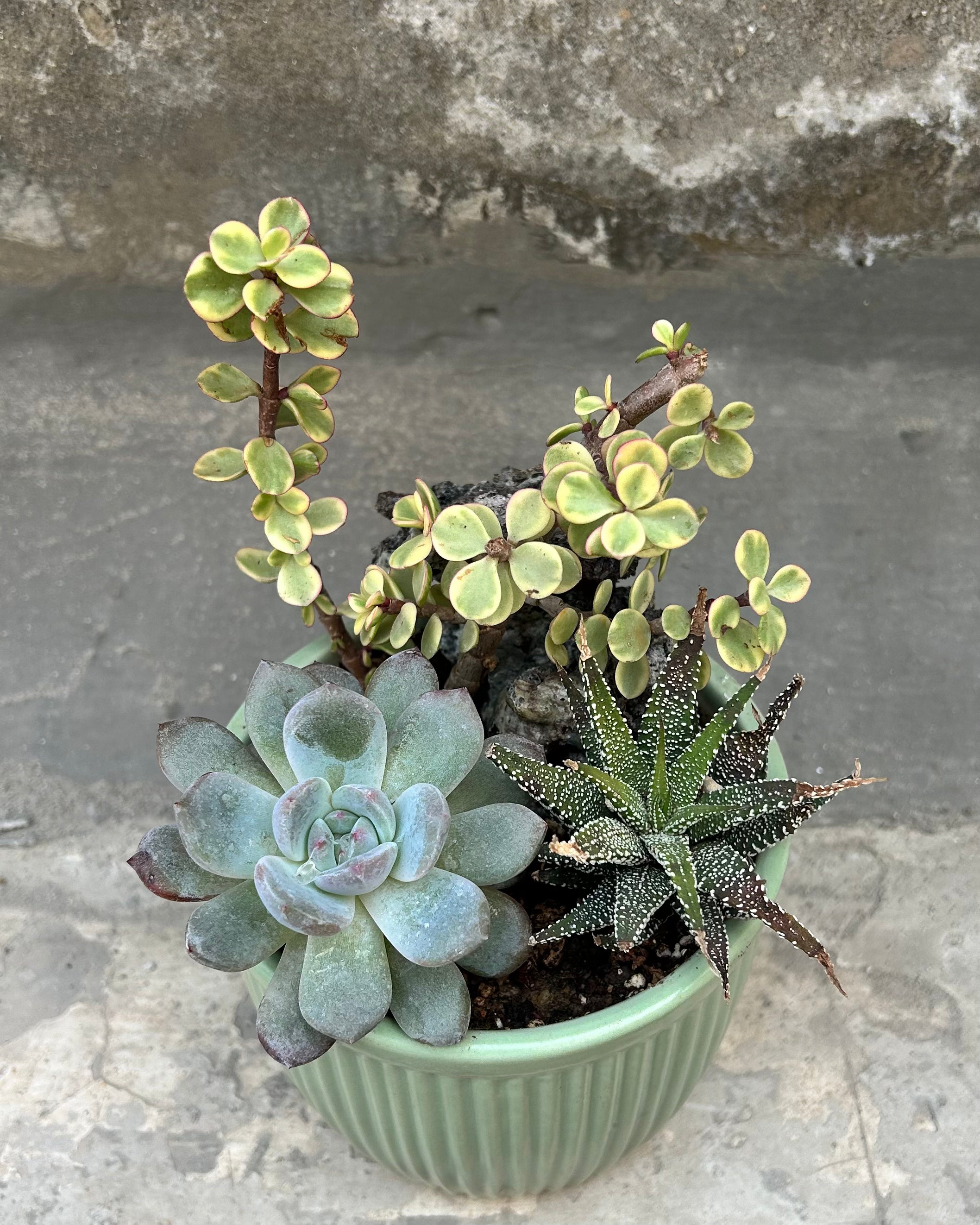 Succulent Pudding