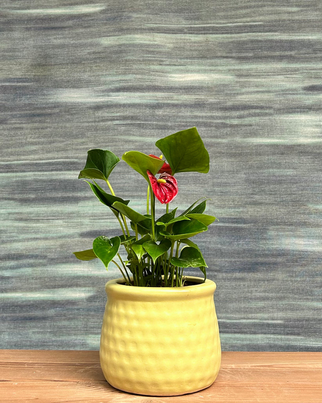 Anthurium Flamingo in Honey Pot