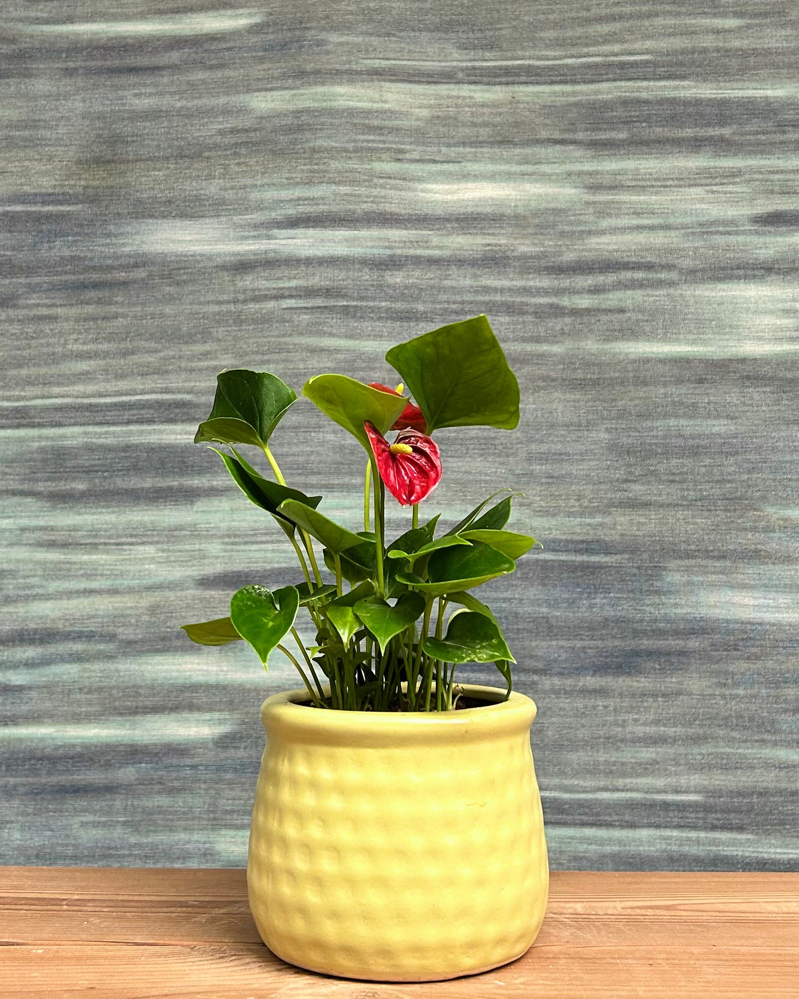 Anthurium Flamingo in Honey Pot