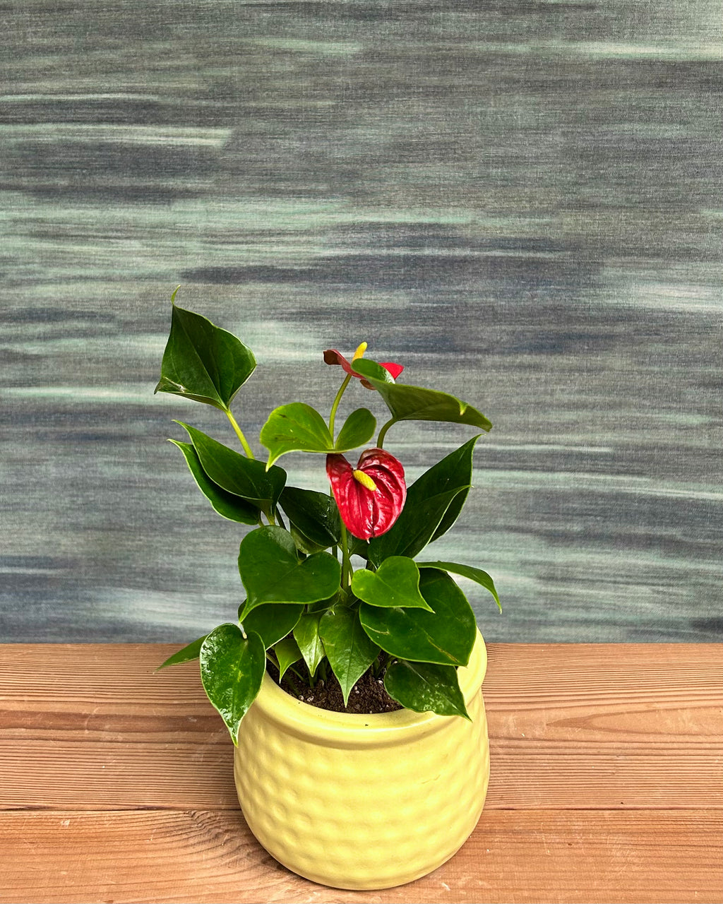 Anthurium Flamingo in Honey Pot