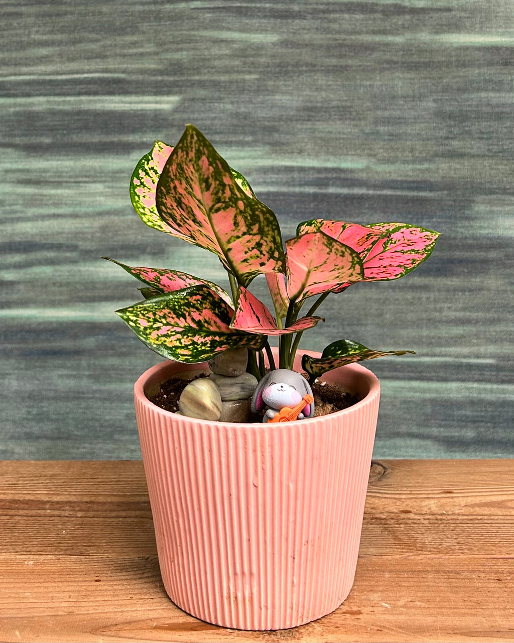 Aglaonema Pink in Pretty Pink