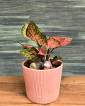Aglaonema Pink in Pretty Pink