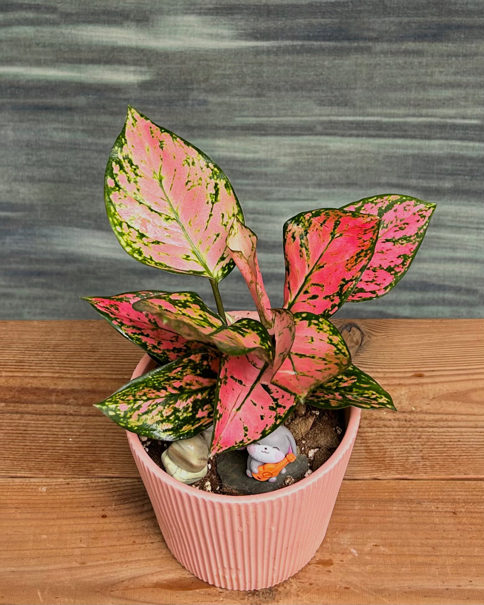 Agloanema Pink in Pretty Pink Pot