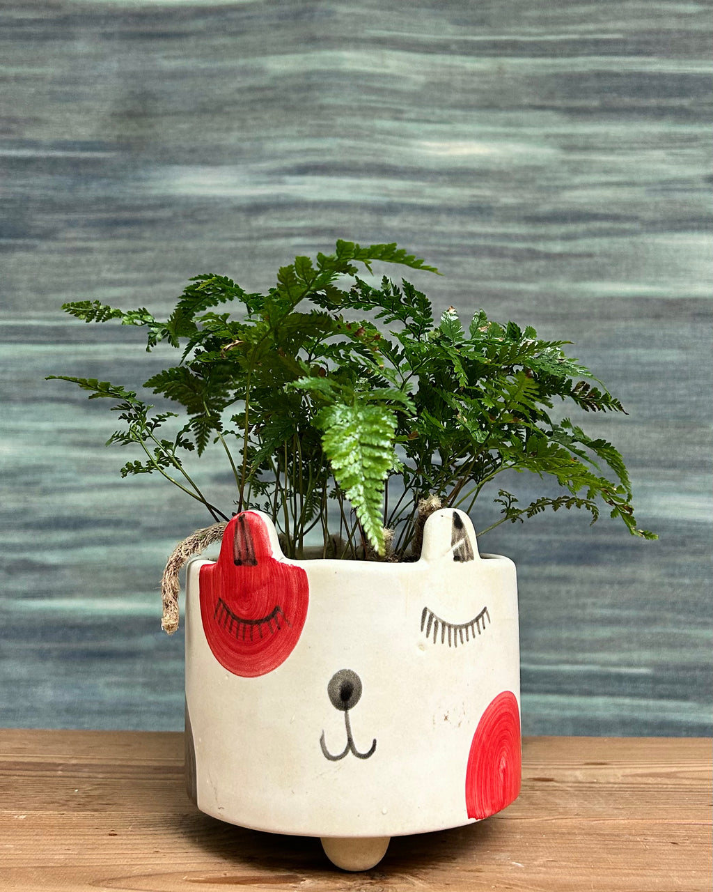 Rabbitfoot Fern in a Cat