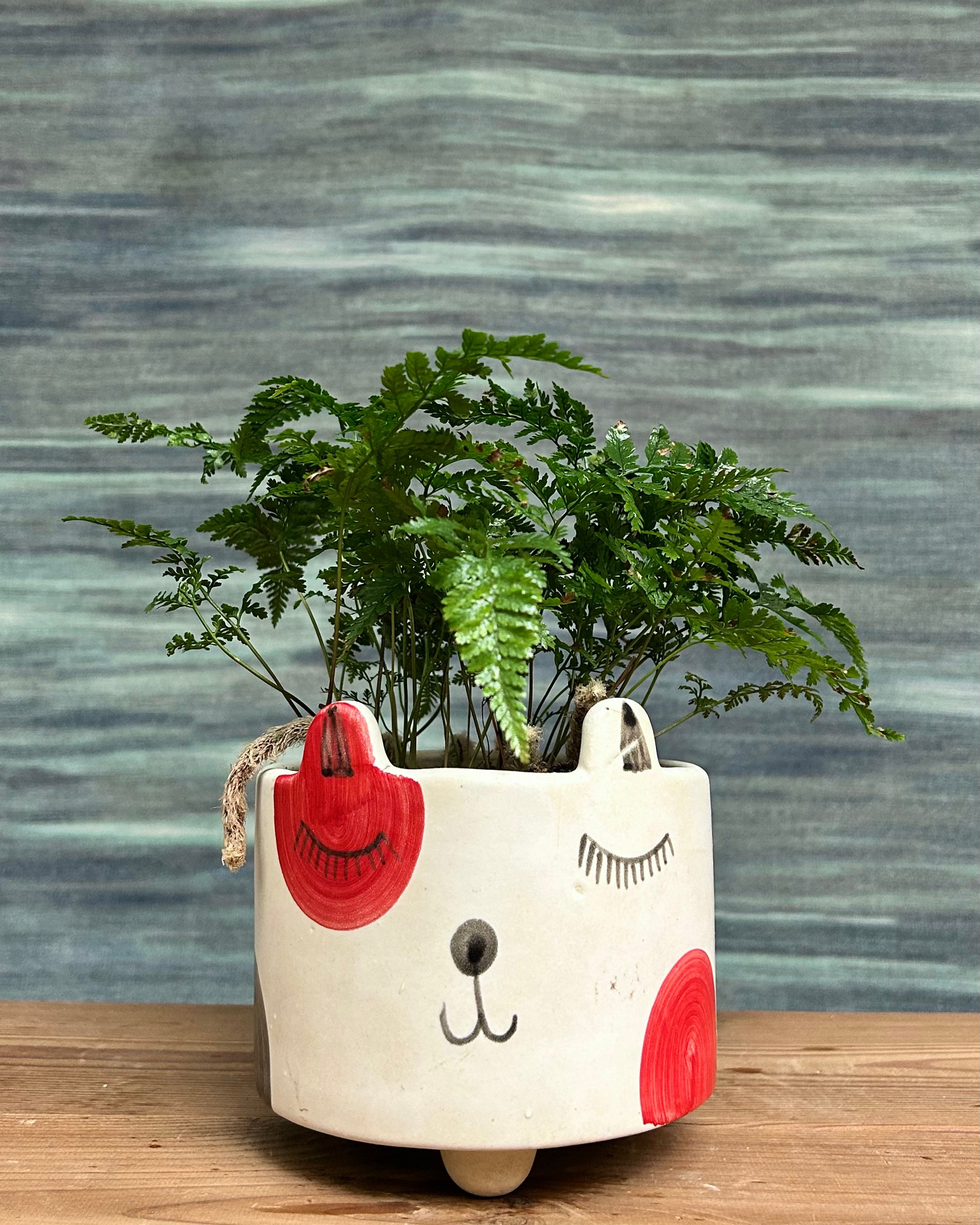 Rabbitfoot Fern in a Cat