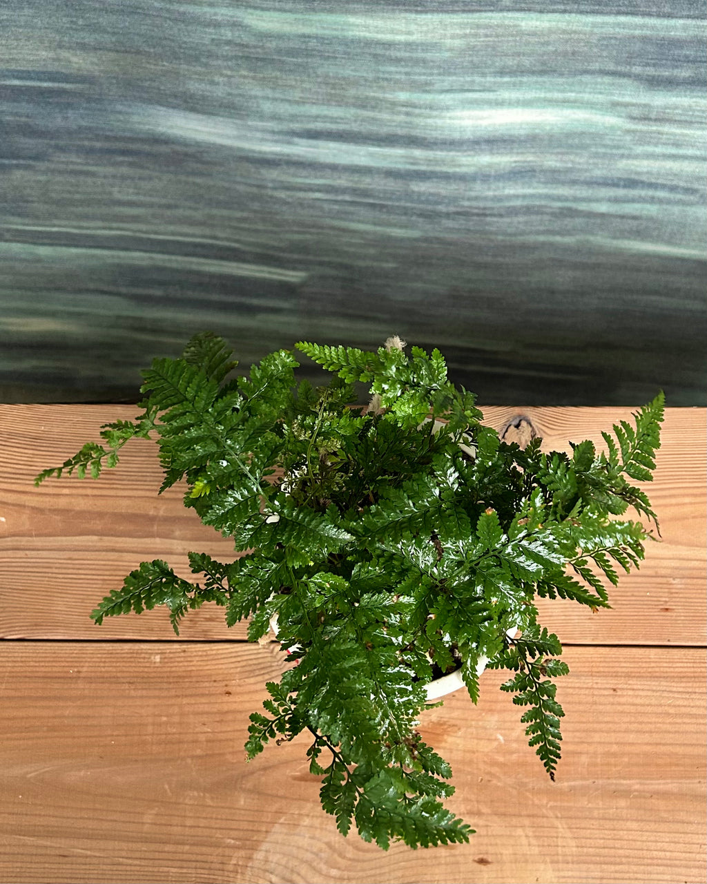 Rabbitfoot Fern in a Cat