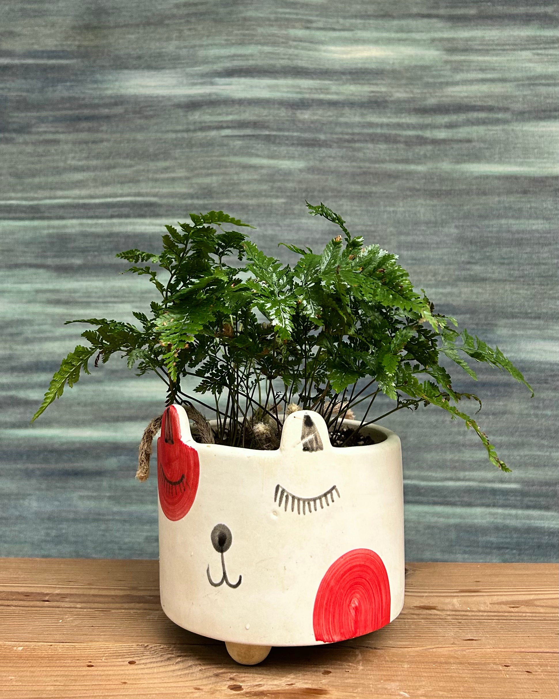 Rabbitfoot Fern in a Cat