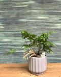 Rabbitfoot Fern in Ripple Pot