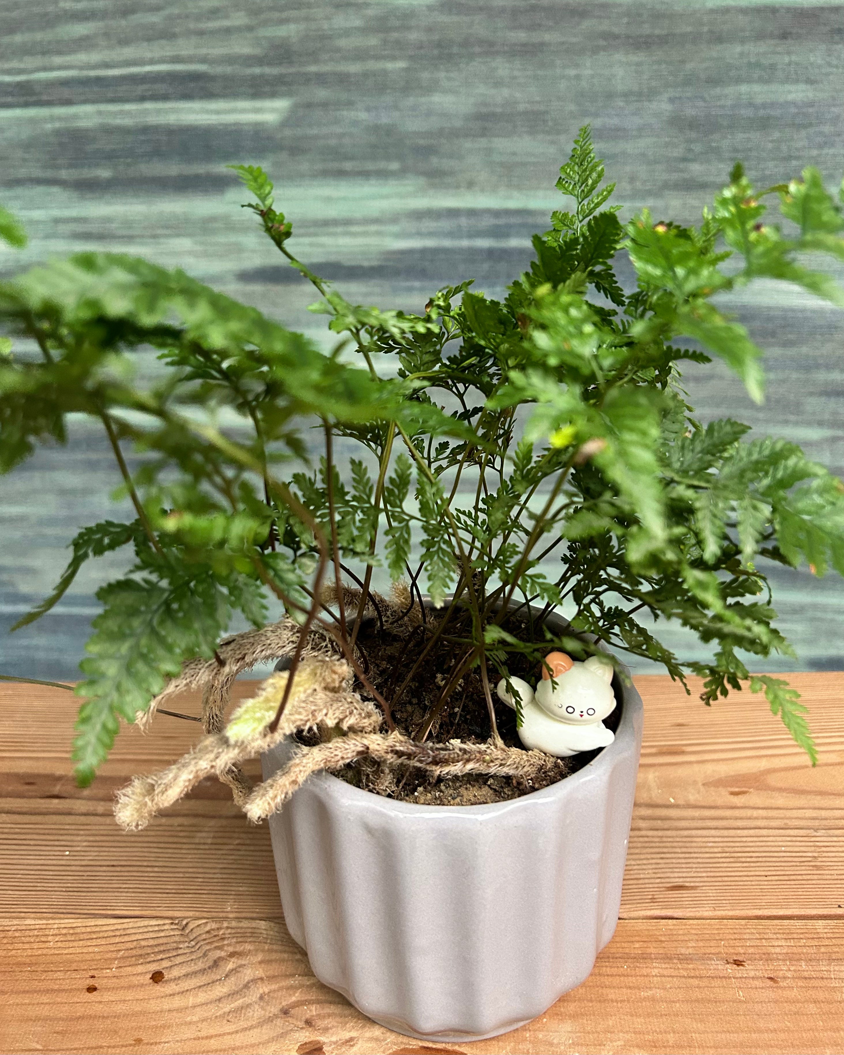 Rabbitfoot Fern in Ripple Pot