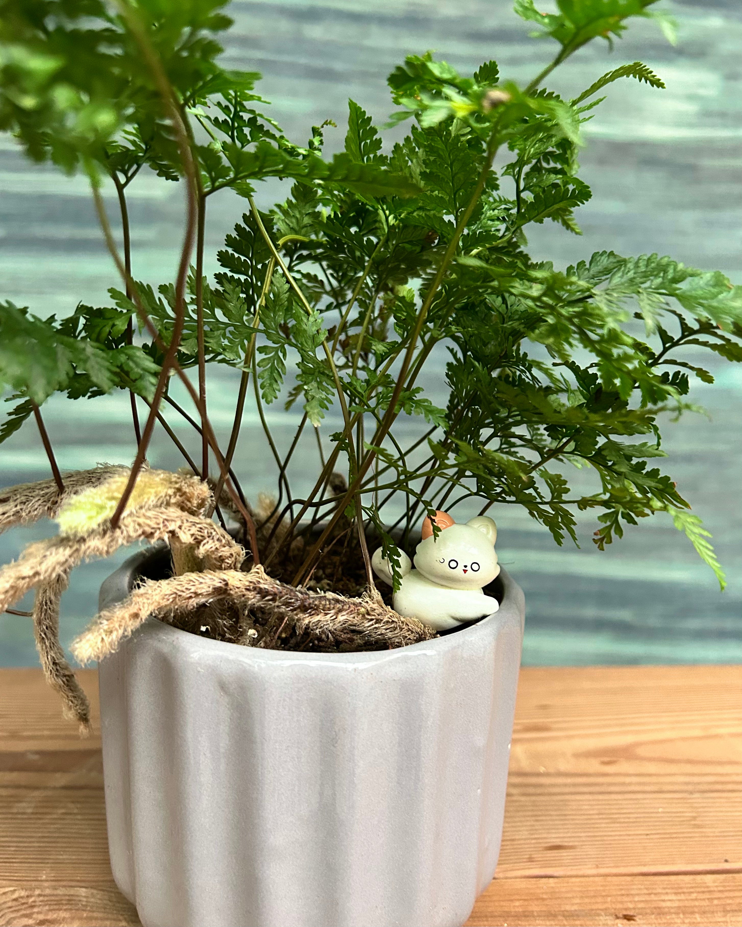 Rabbitfoot Fern in Ripple Pot