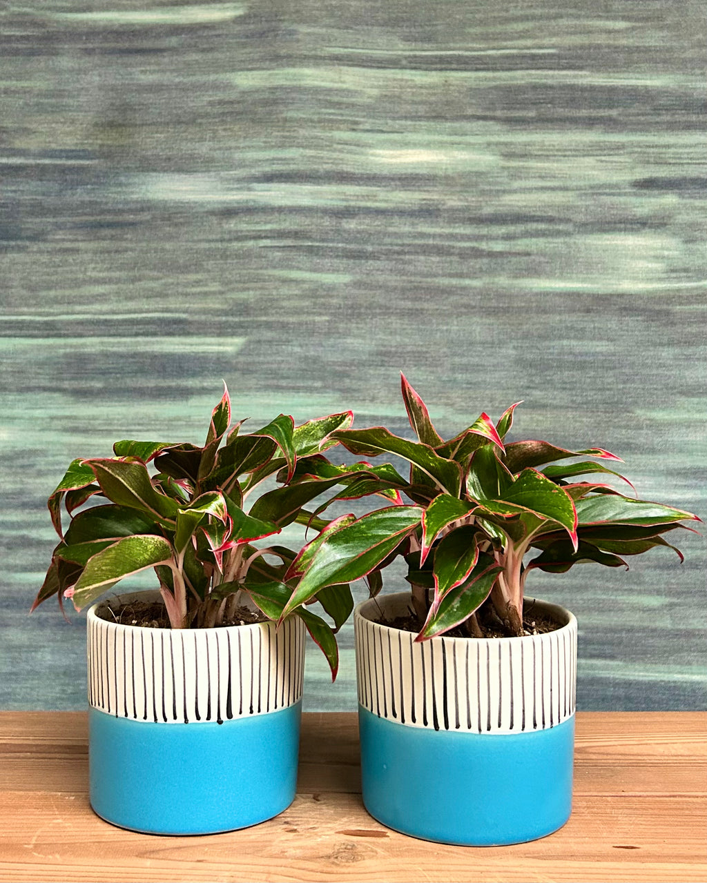 Aglaonema Lipstick in Blue Cylinder (Pack of 2)