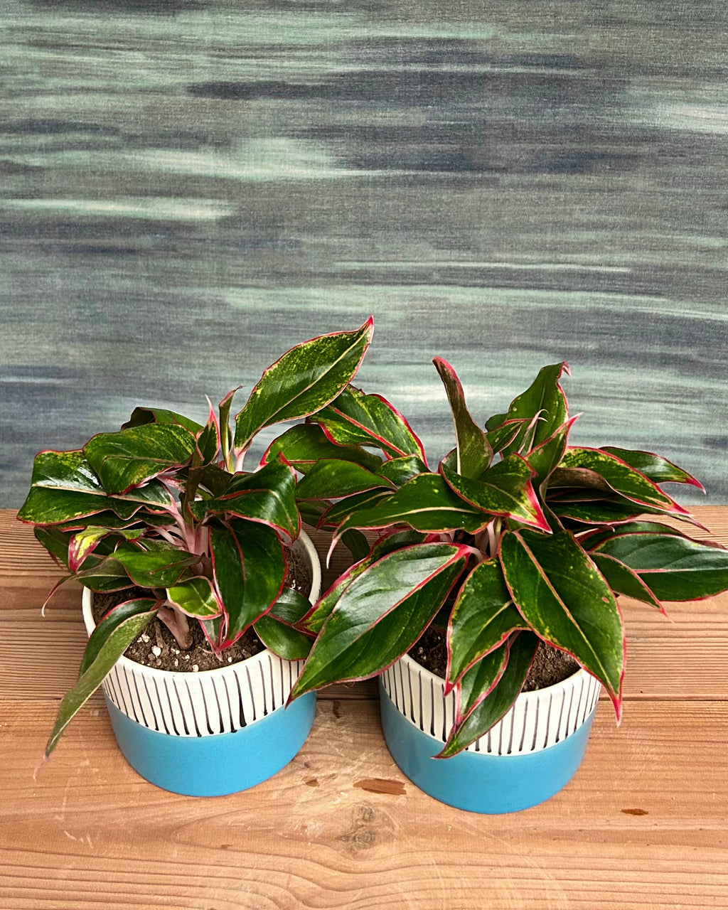 Aglaonema Lipstick in Blue Cylinder (Pack of 2)