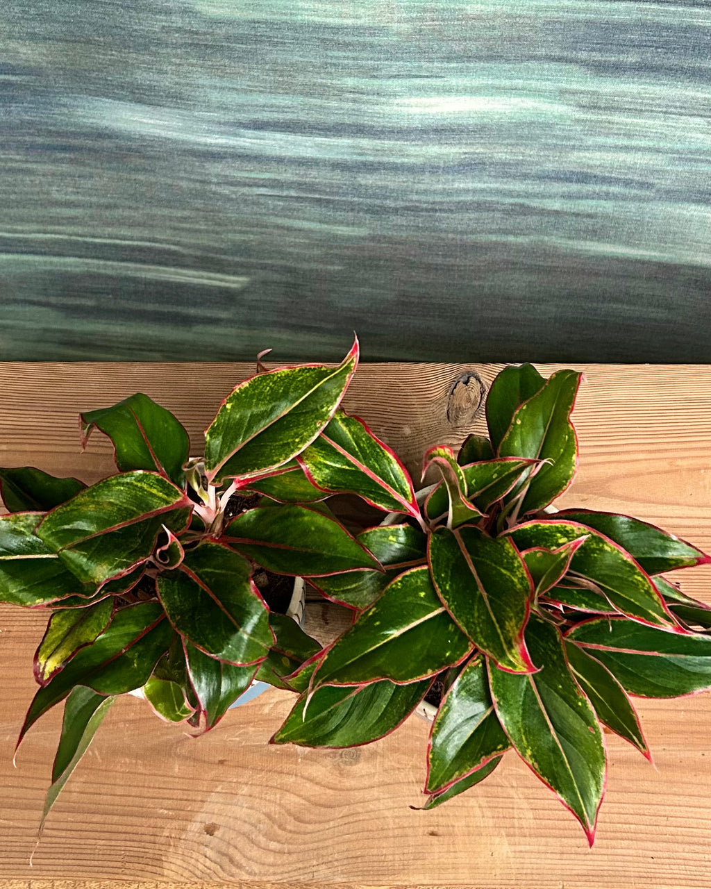 Aglaonema Lipstick in Blue Cylinder (Pack of 2)