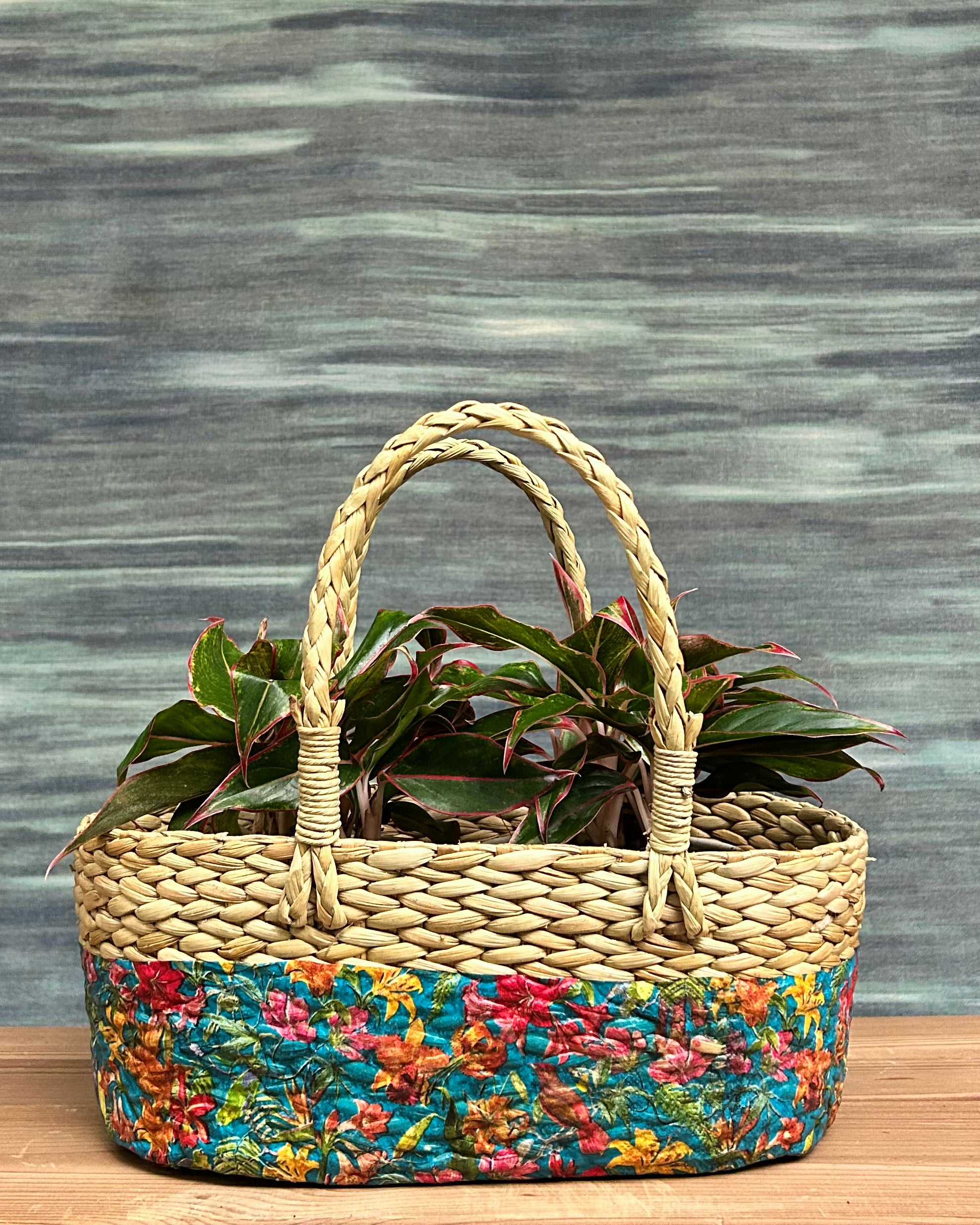 Agloanema Lipstick in Blue Cylinder (Pack of 2)