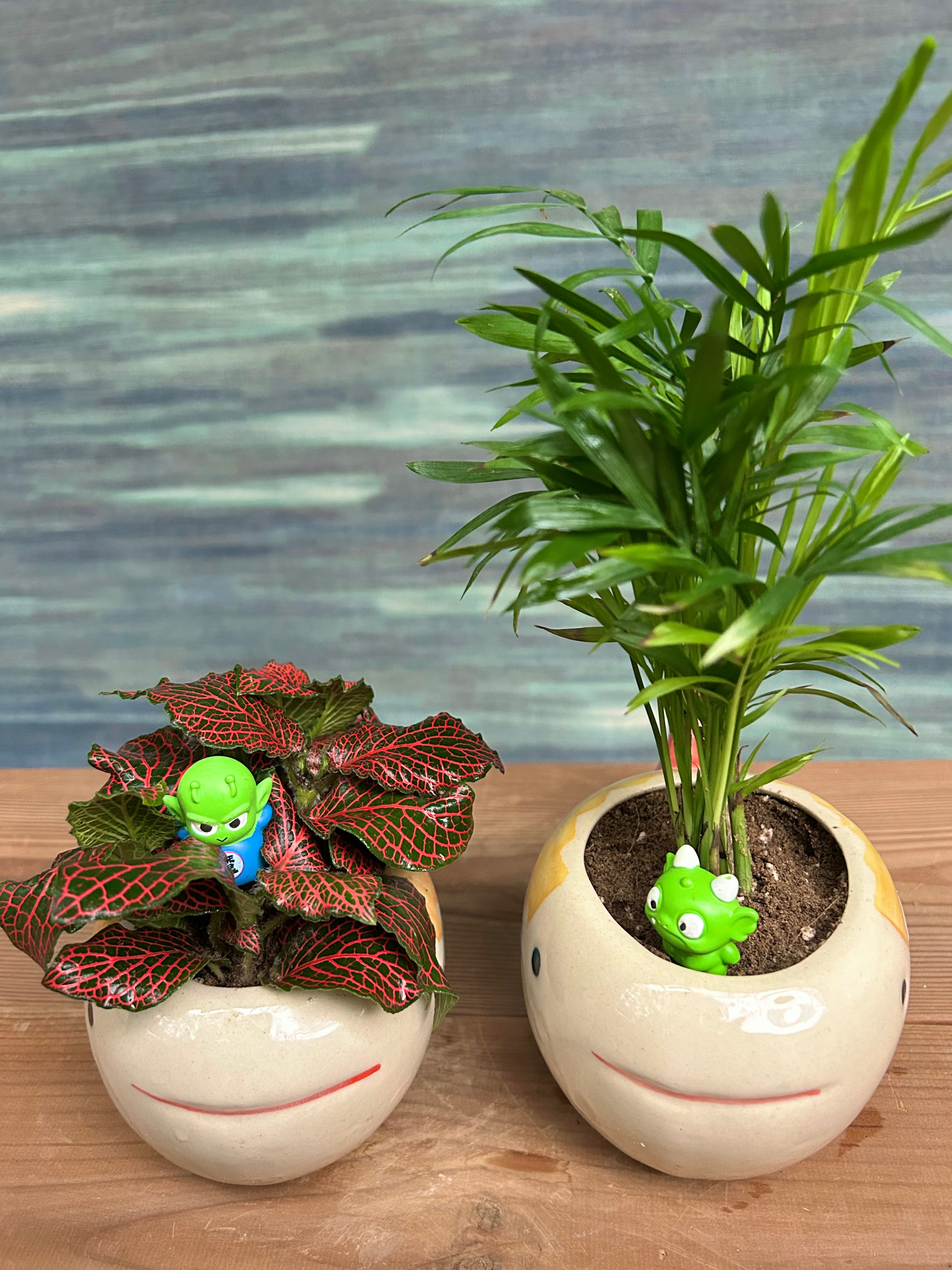Fittonia Red and Dwarf Palm in Playful Fish - Set of 2