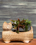 Egyptian Cat Arrangement