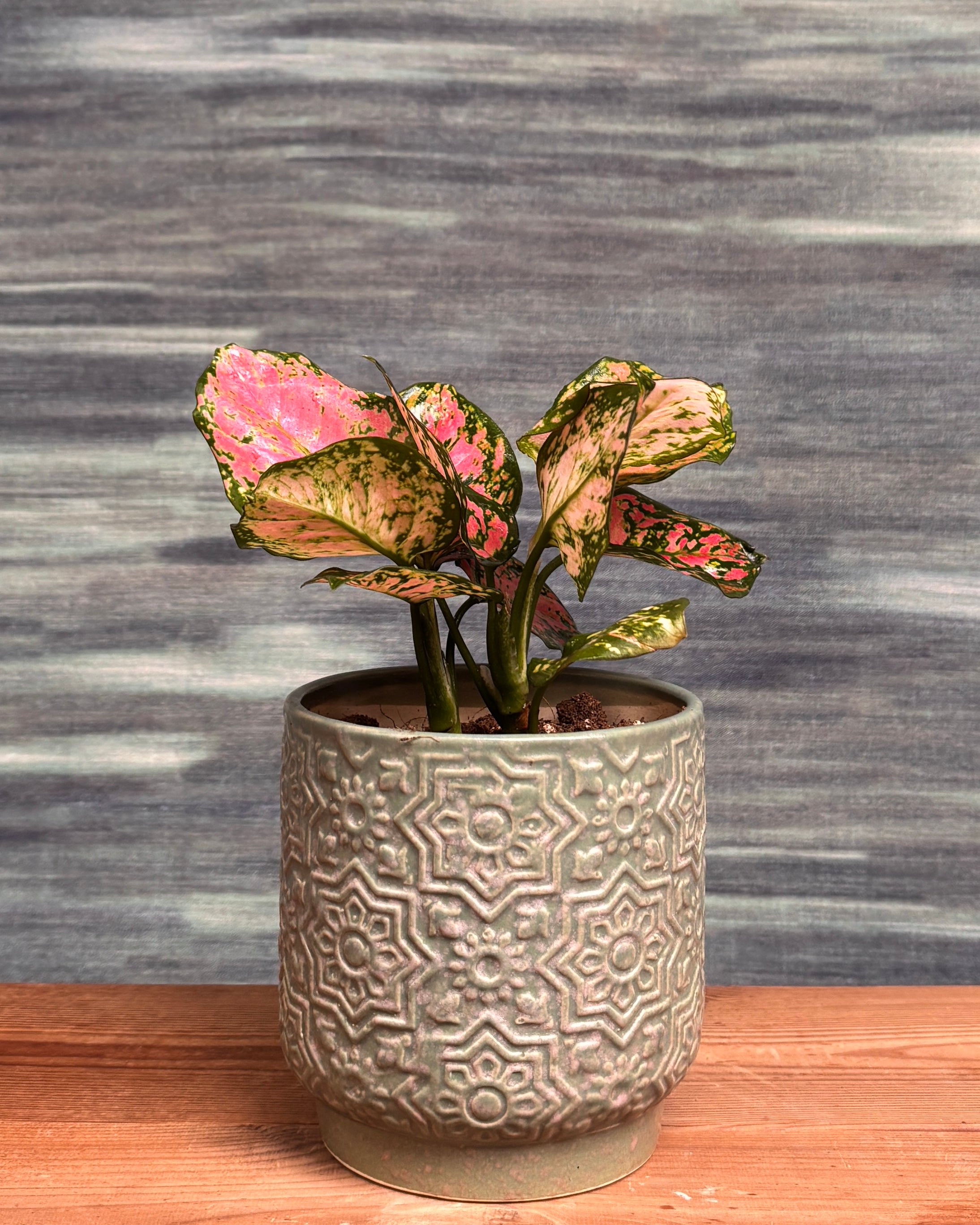 Agoanema Red in Blockprint Pot