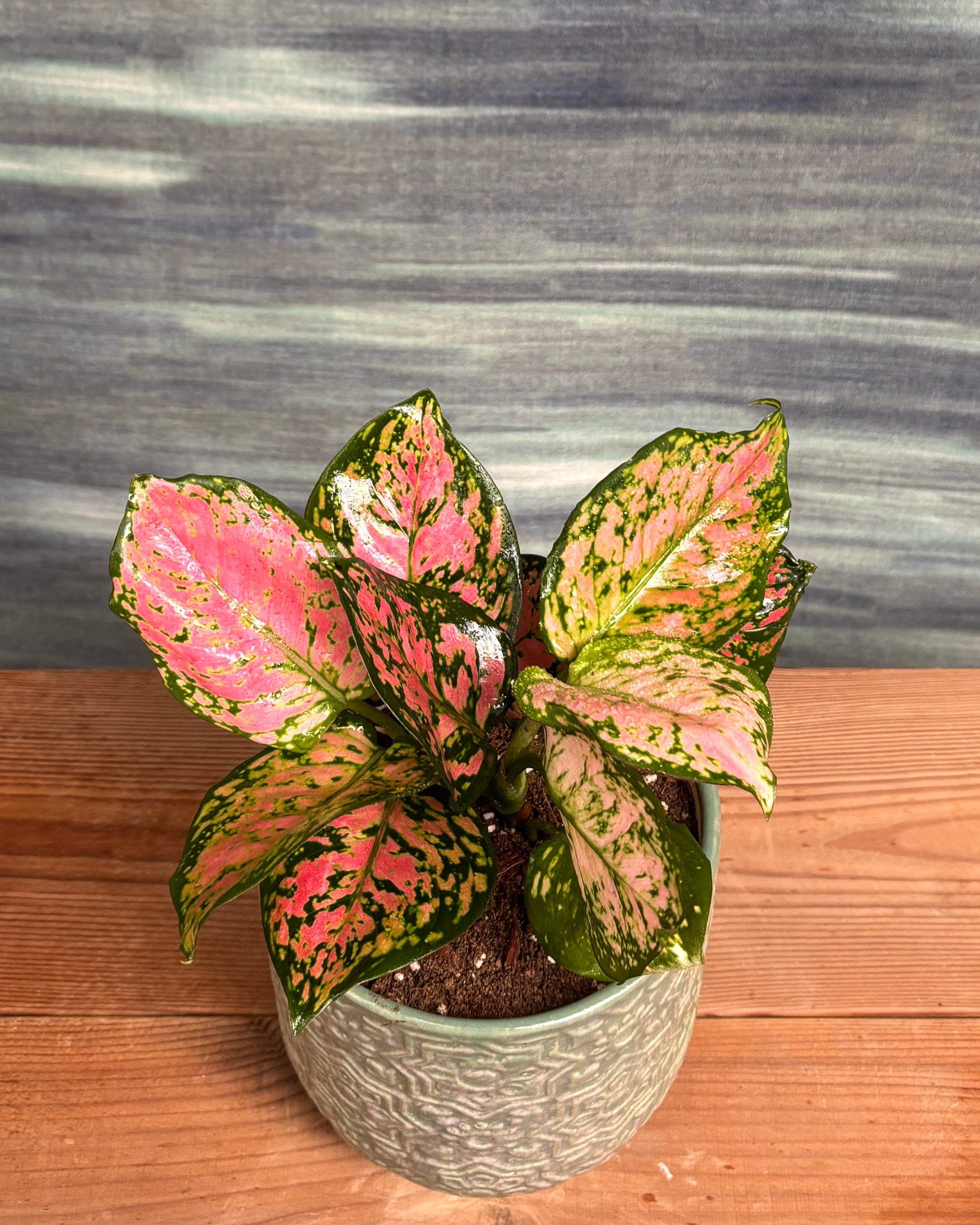 Agoanema Red in Blockprint Pot