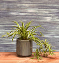 Spider Plant in Ribbed Dark Green