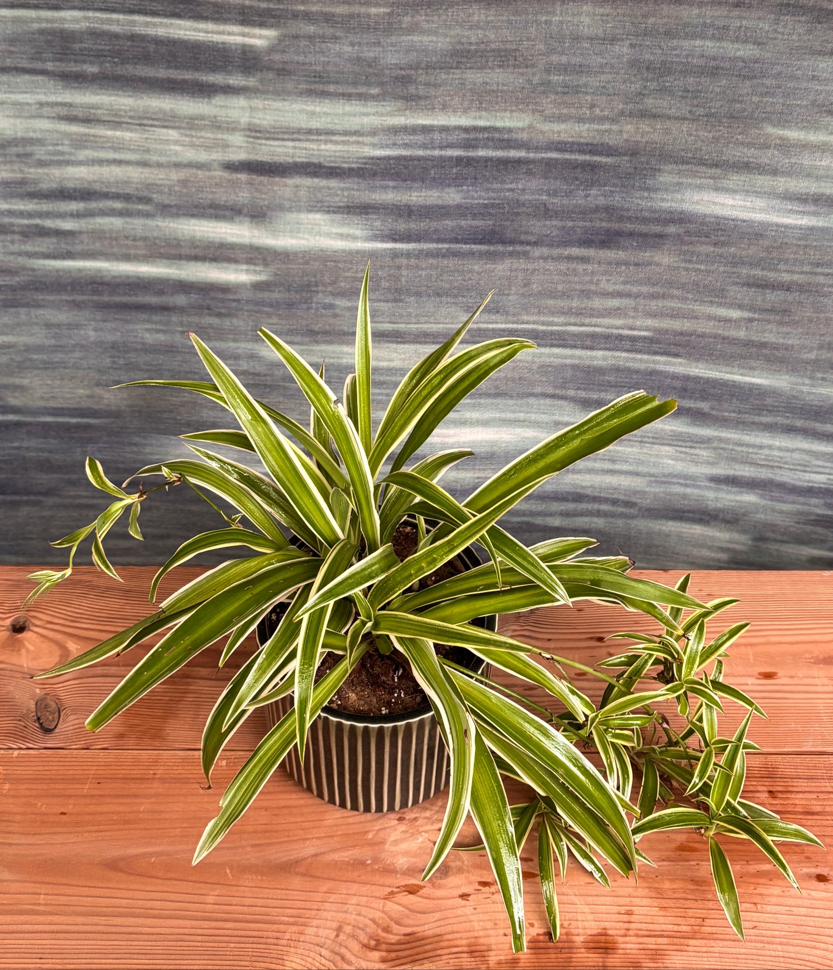 Potted plant with striped leaves on a wooden surface against a gray textured wall.