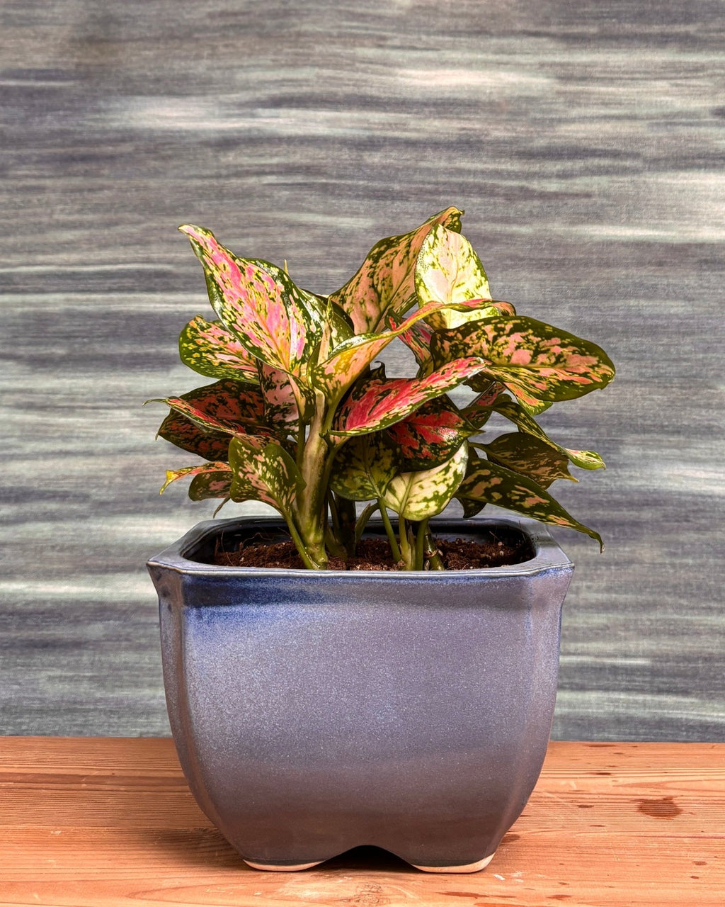 Aglaonema Red in Urban Trough