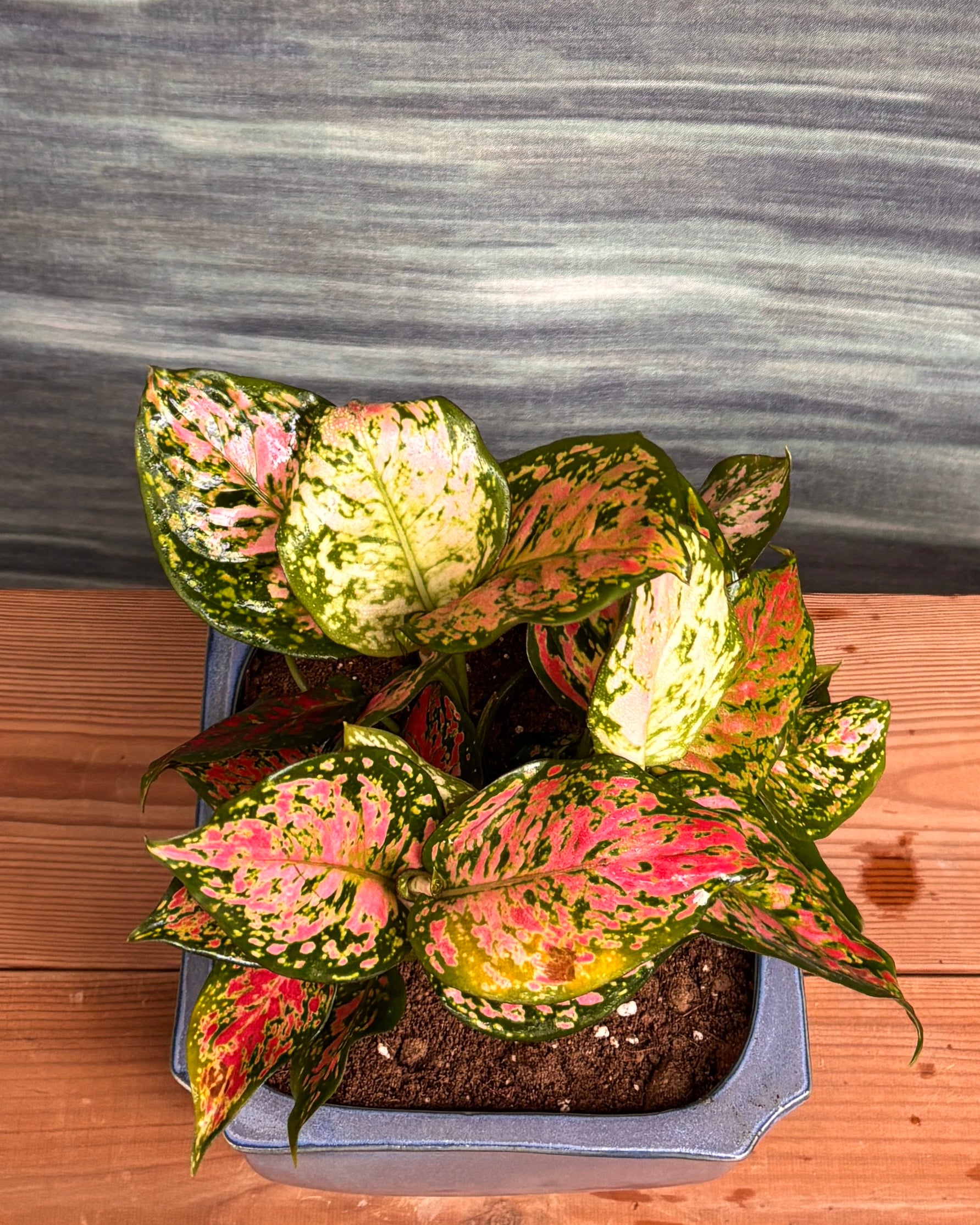 Agloanema Red in Urban Trough