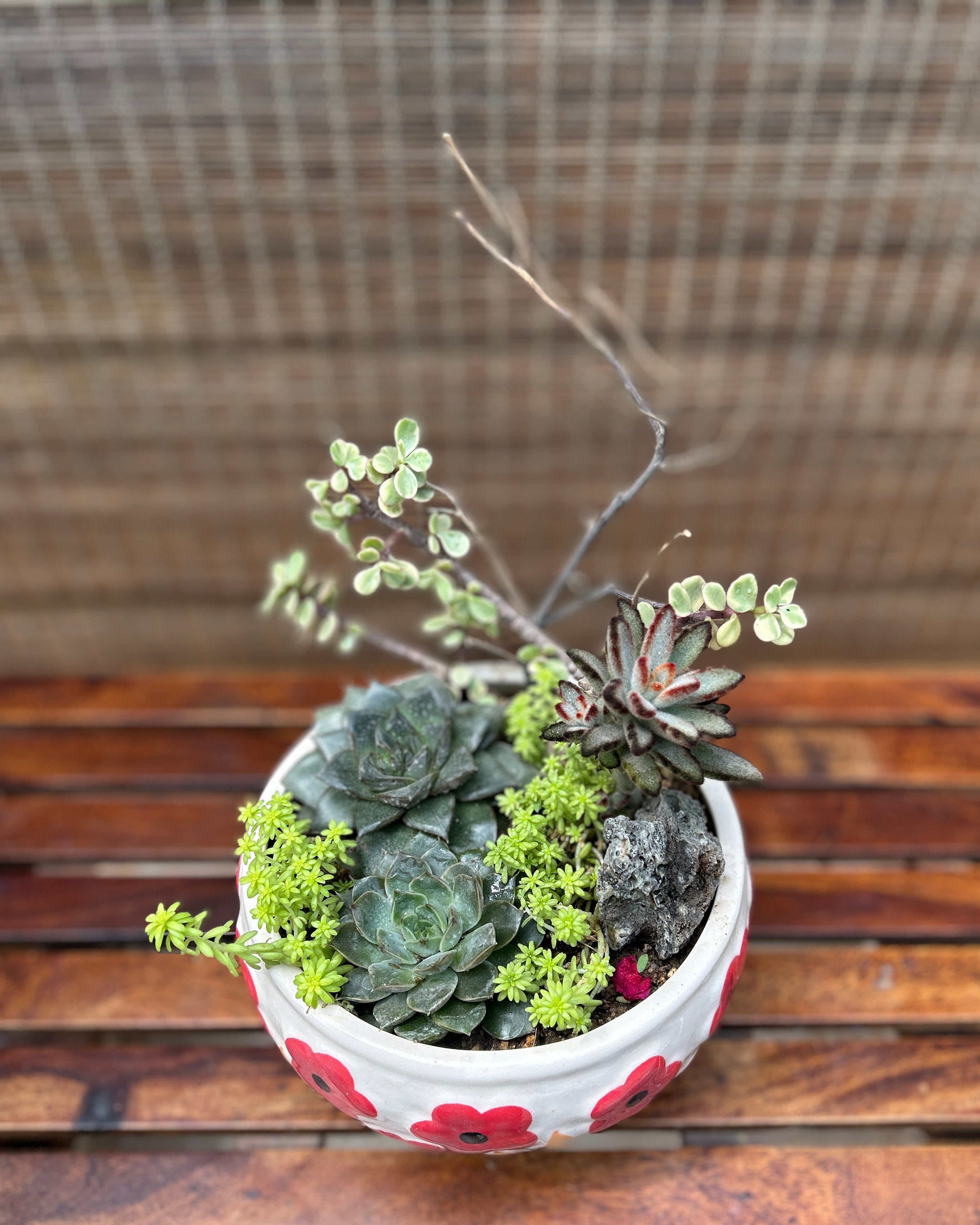 Charm Succulent Bowl