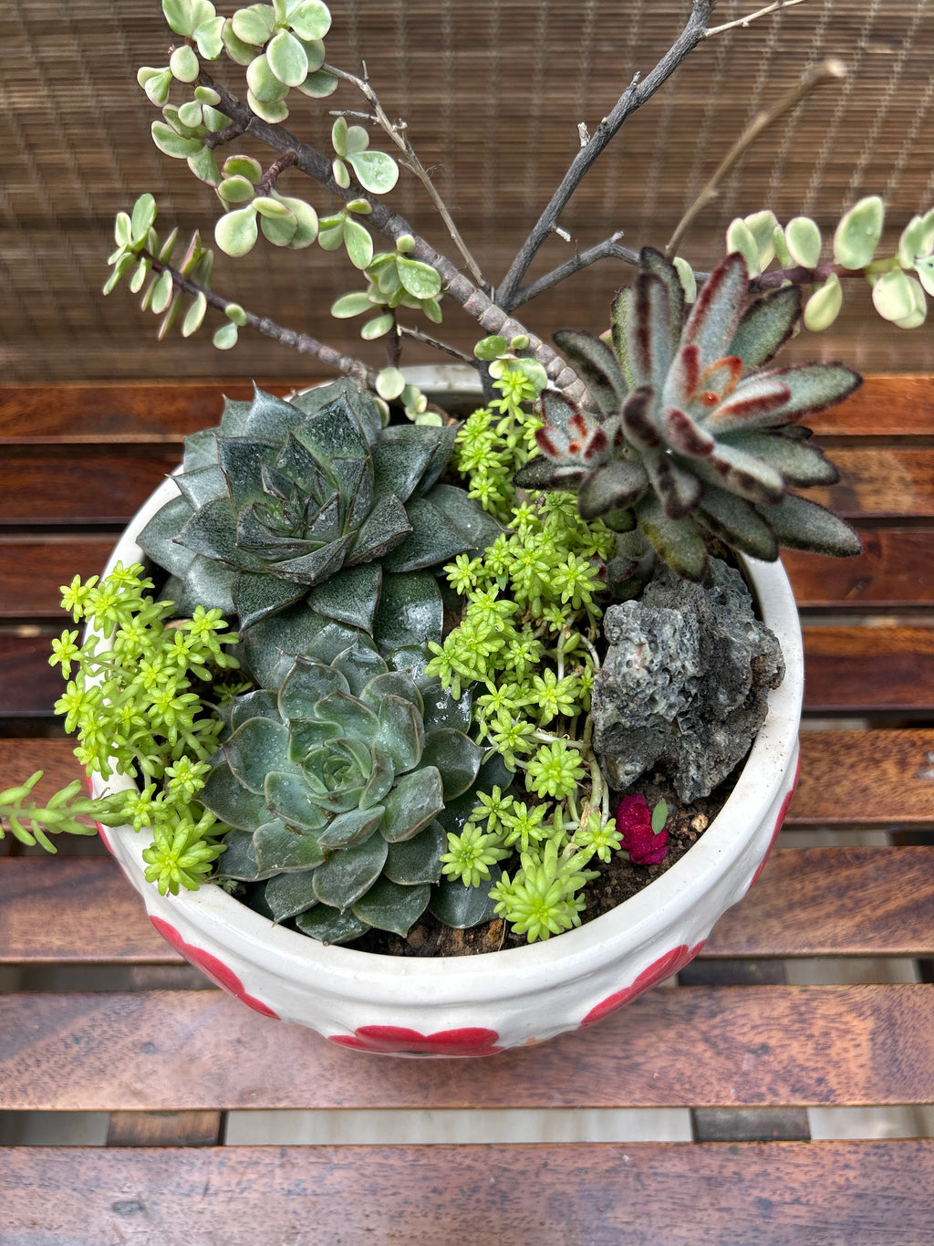 Charm Succulent Bowl