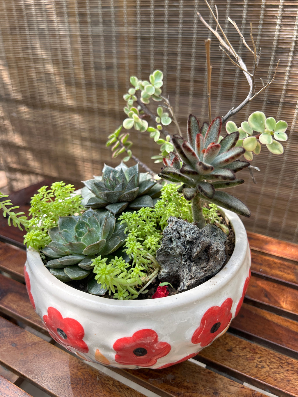 Charm Succulent Bowl