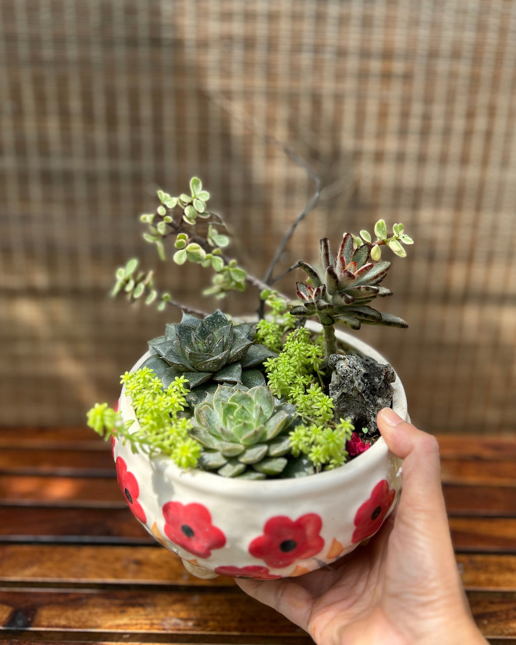 Charm Succulent Bowl
