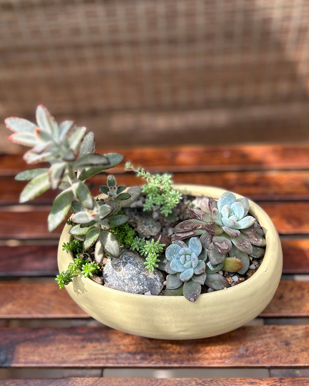 Rustic Succulent Basket