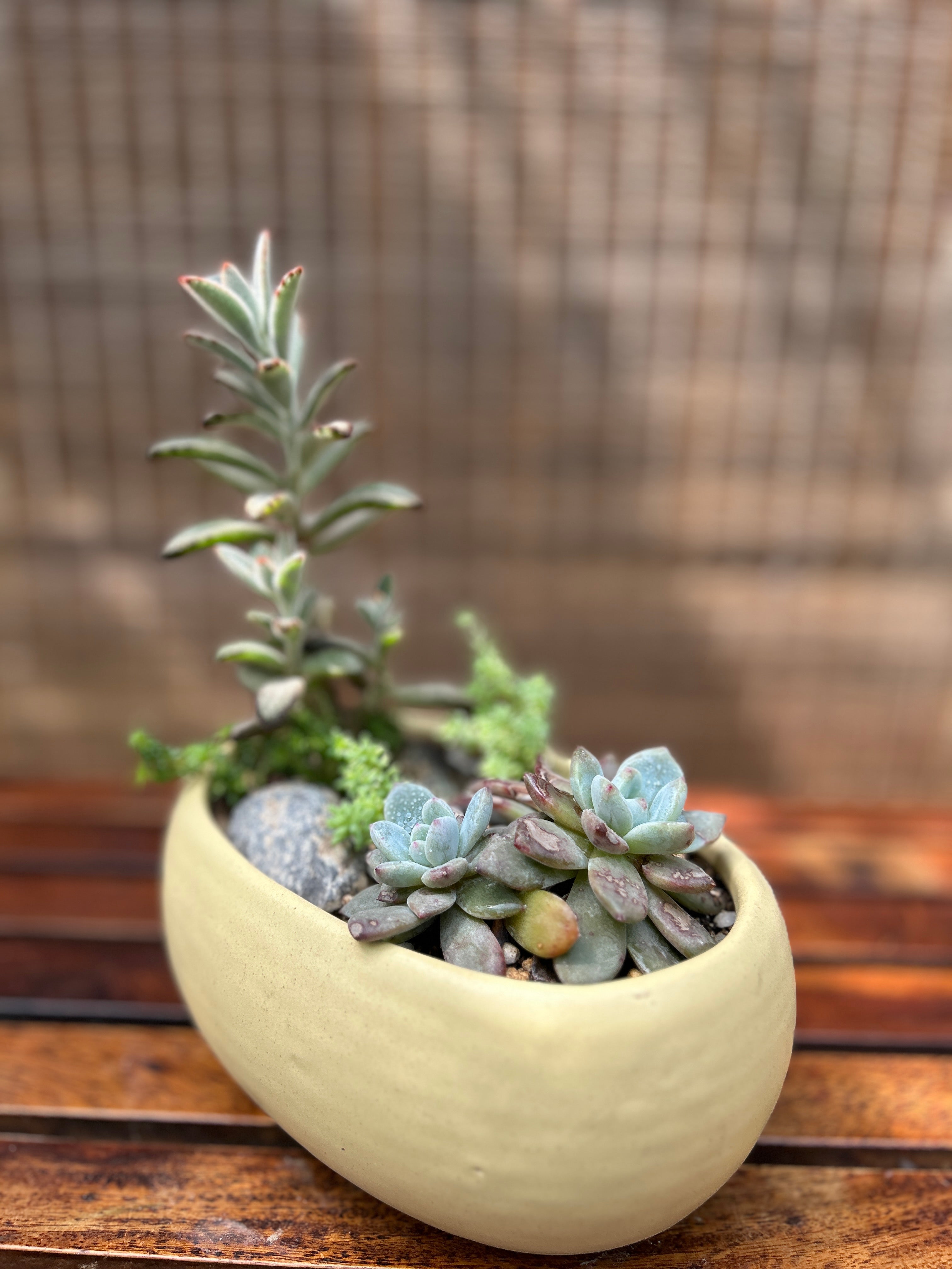 Rustic Succulent Basket