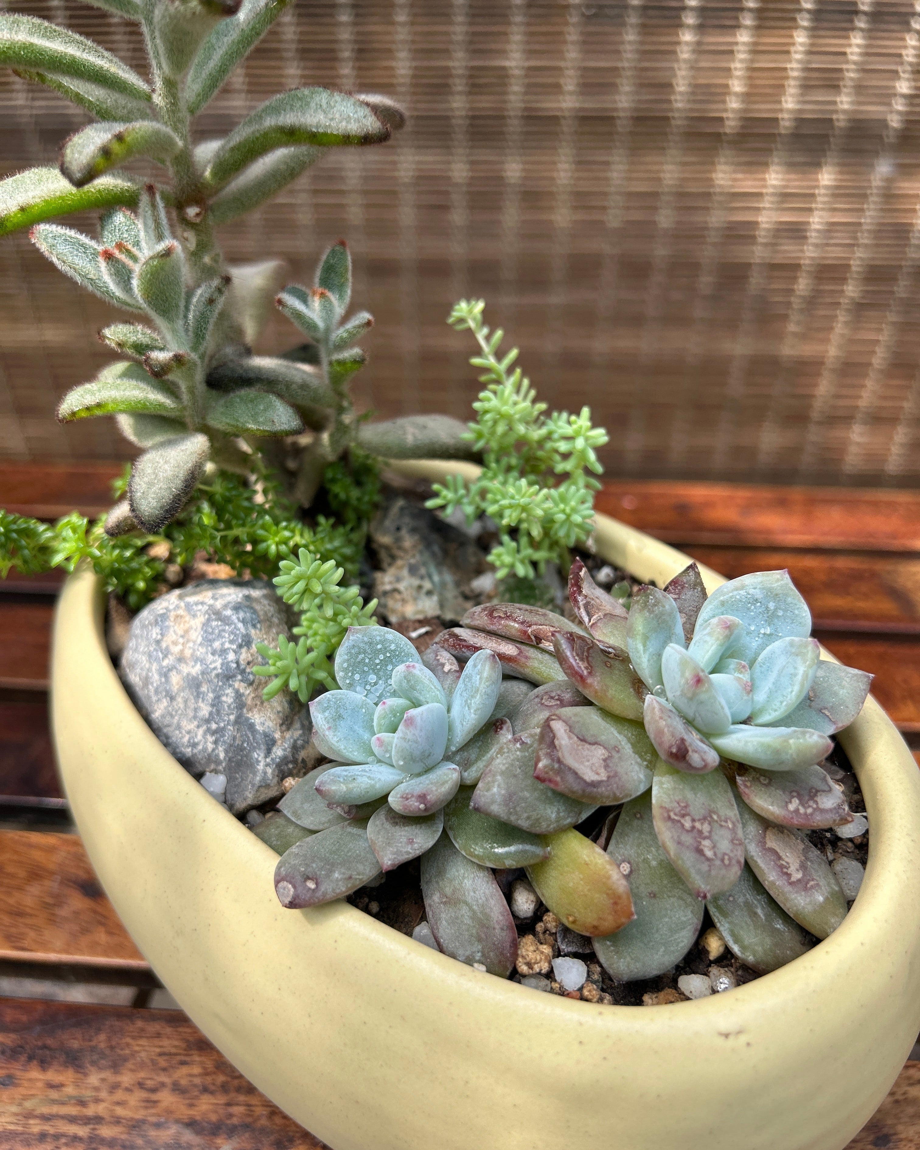 Rustic Succulent Basket