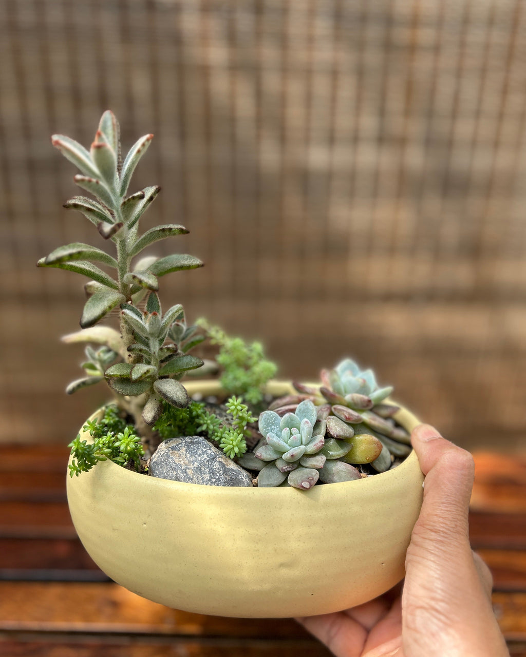 Rustic Succulent Basket