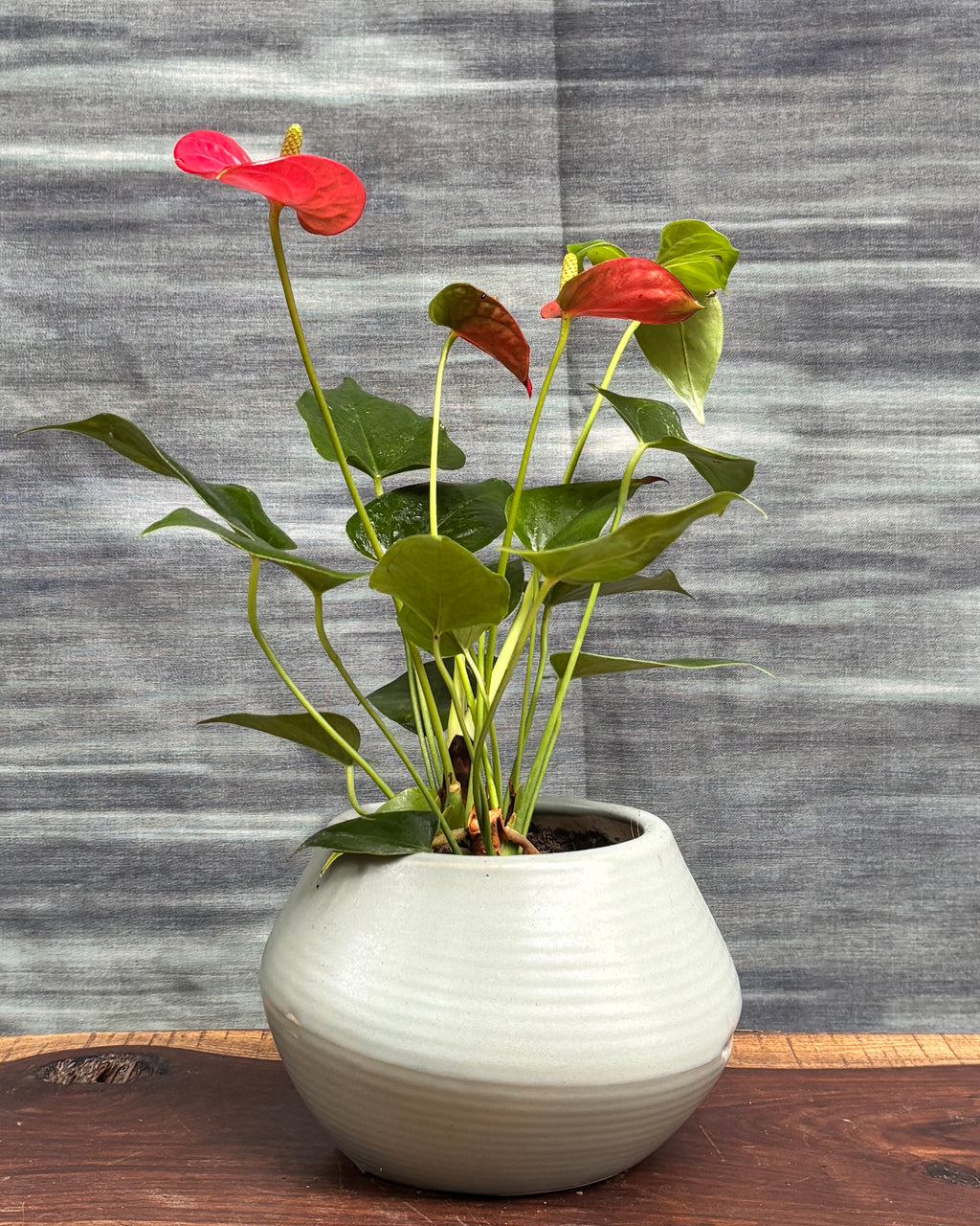Anthurium Flamingo in Sand Dune