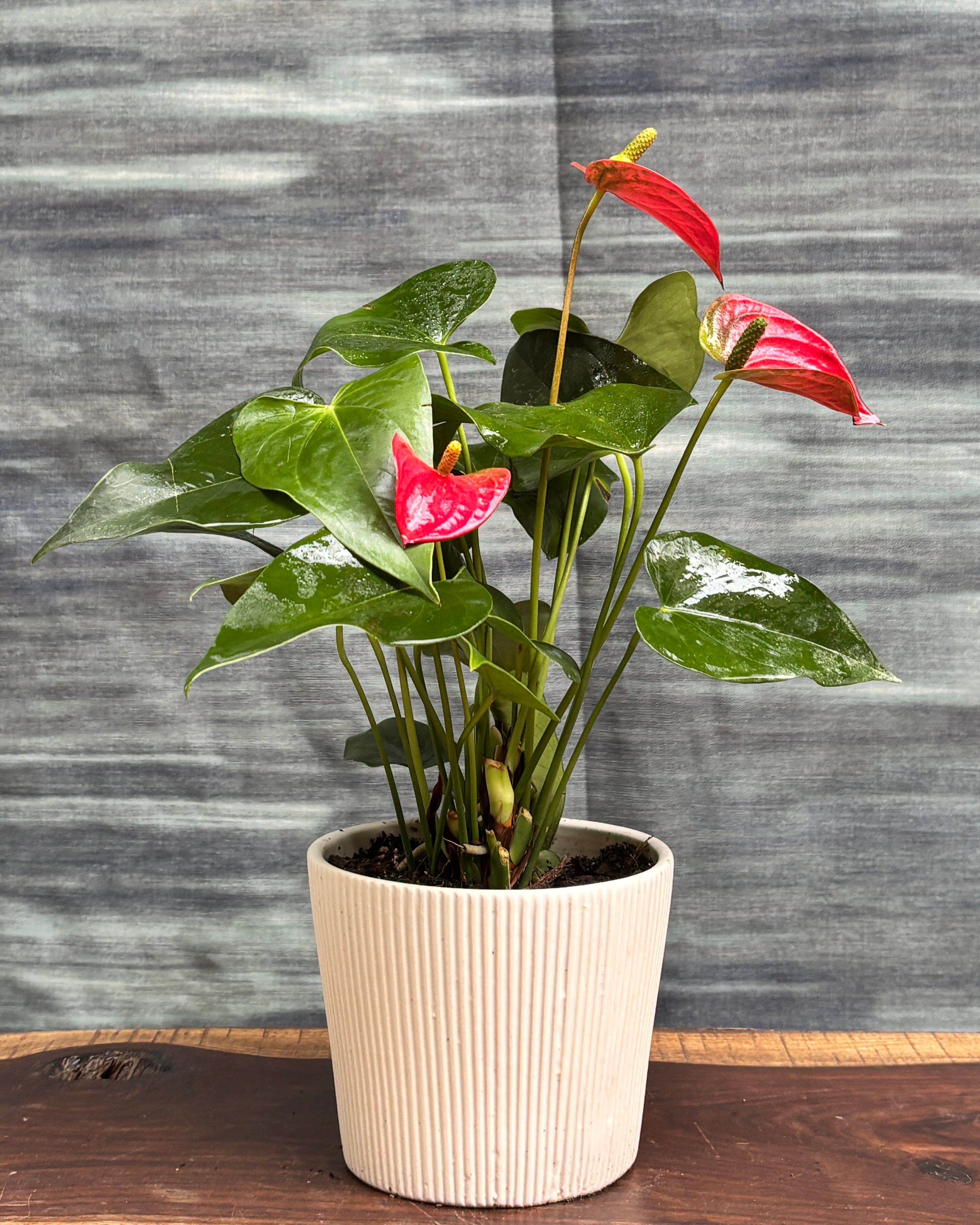 Anthurium Flamingo in White Vertiline