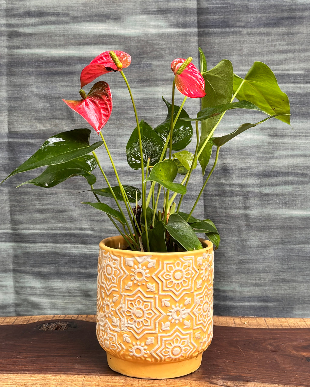 Anthurium Flamingo in Yellow Block