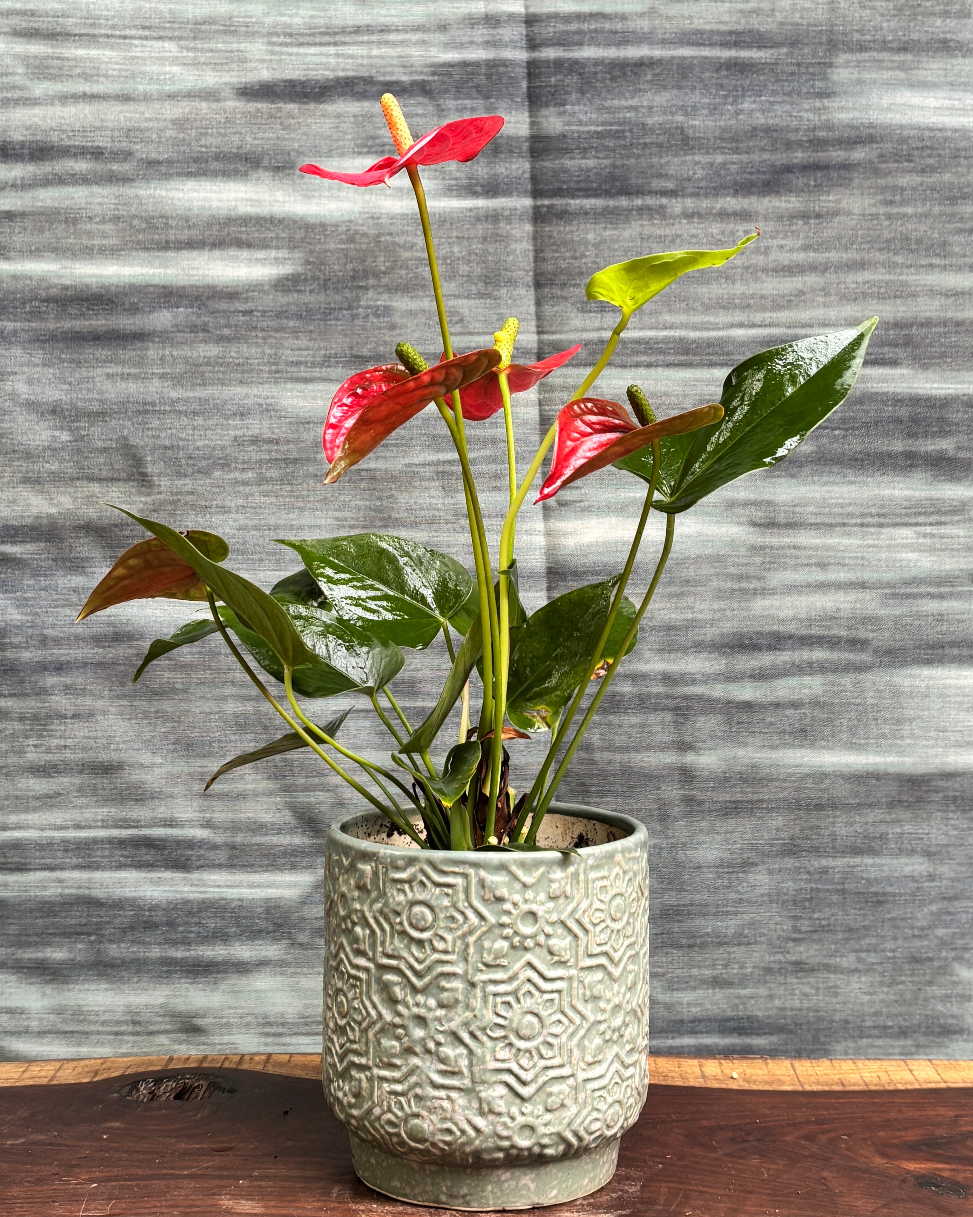 Anthurium Flamingo in Sage Green