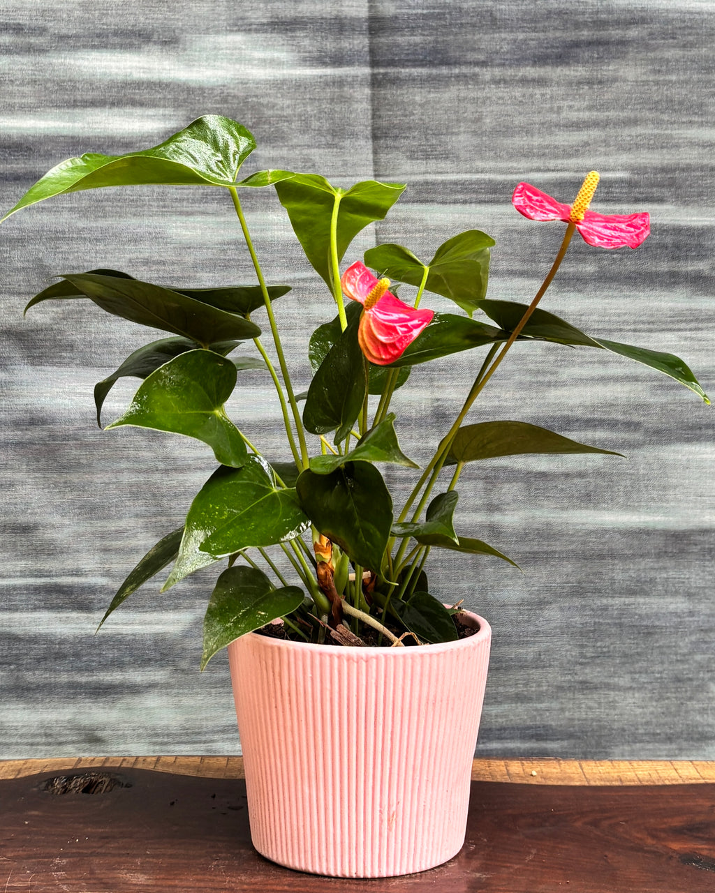 Anthurium Flamingo in Pink Vertiline