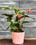 Anthurium Flamingo in Pink Vertiline