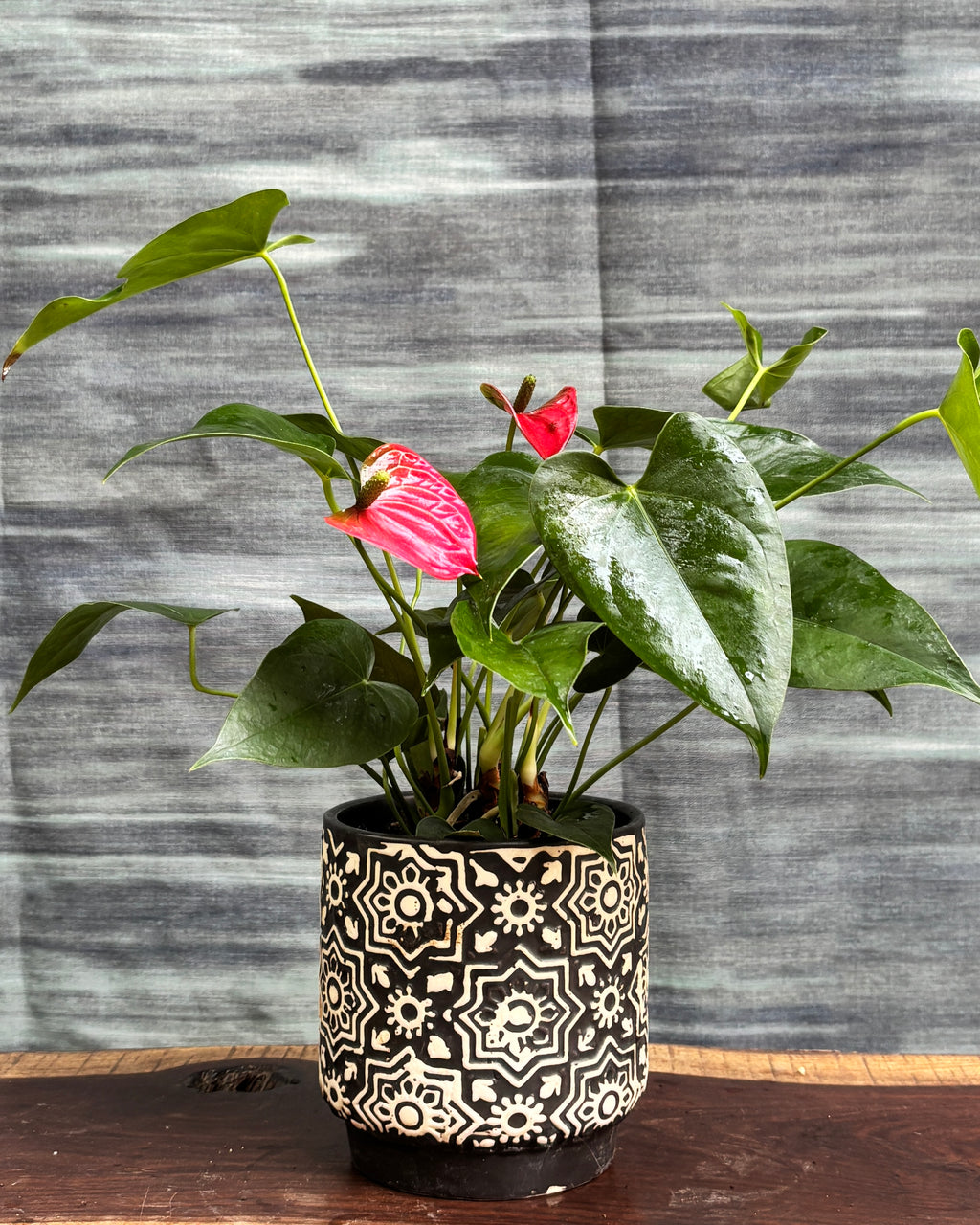 Anthurium Flamingo in Black Block