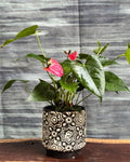 Anthurium Flamingo in Black Block